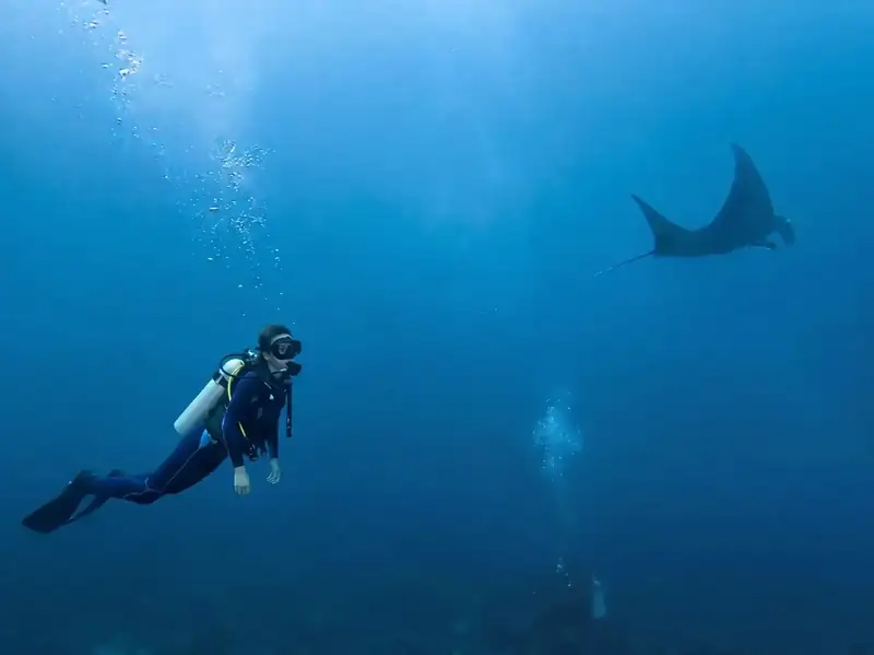 Scuba diving Sipadan to see giant sea turtles with Seaweed Village near Semporna.